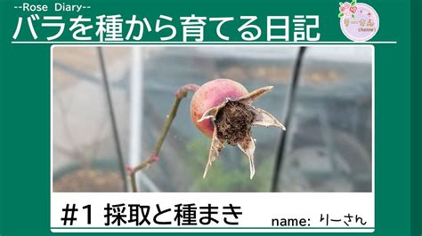 薔薇種植|バラを種から育てる方法: 13 ステップ (画像あり)